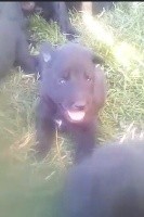 CHIOT