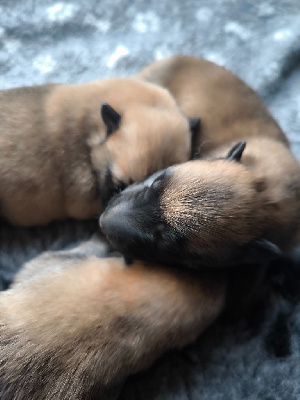MALINOIS MALE 3