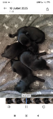 CHIOT