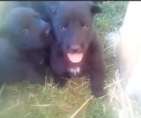 CHIOT