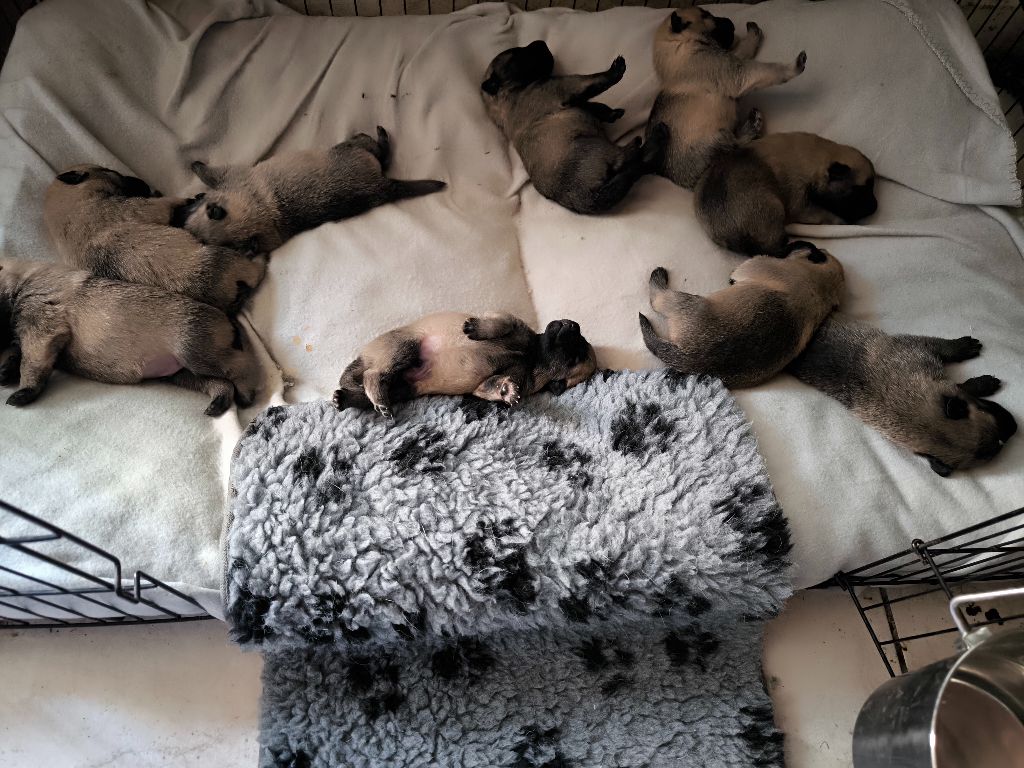 du Domaine de Vauroux - Chiots disponibles - Berger Belge