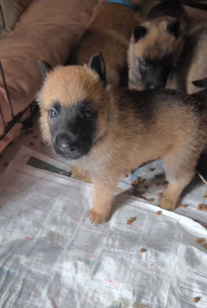 du Domaine de Vauroux - Chiots disponibles - Berger Belge