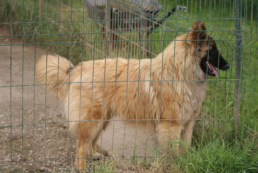 du Domaine de Vauroux - Chiots disponibles - Berger Belge