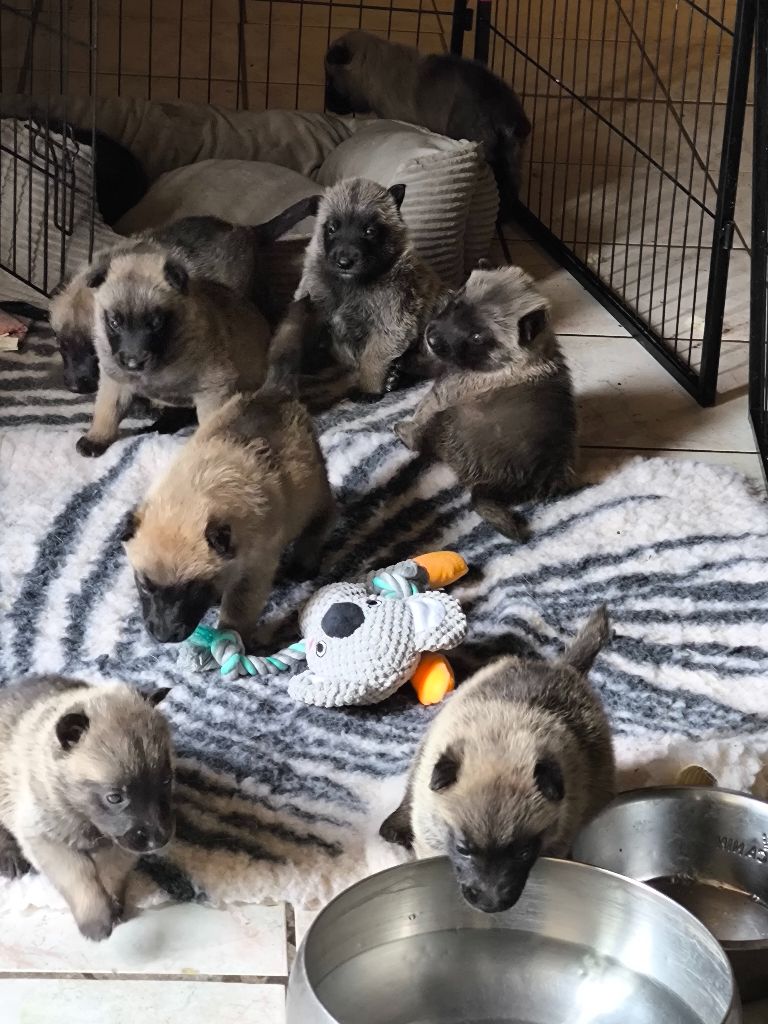 du Domaine de Vauroux - Chiots disponibles - Berger Belge