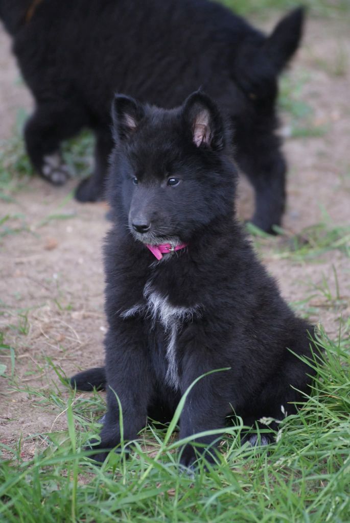 du Domaine de Vauroux - Chiots disponibles - Berger Belge