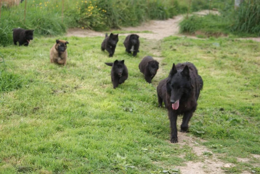 Chiot Berger Belge du Domaine de Vauroux