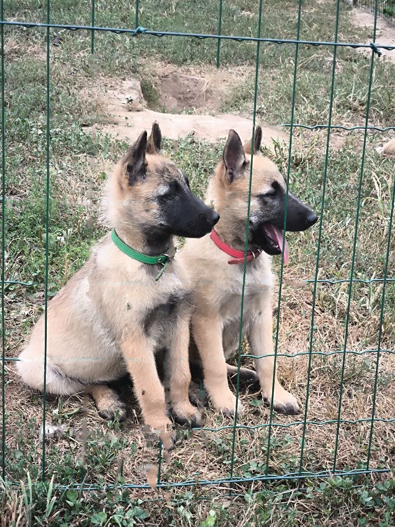 du Domaine de Vauroux - Chiots disponibles - Berger Belge