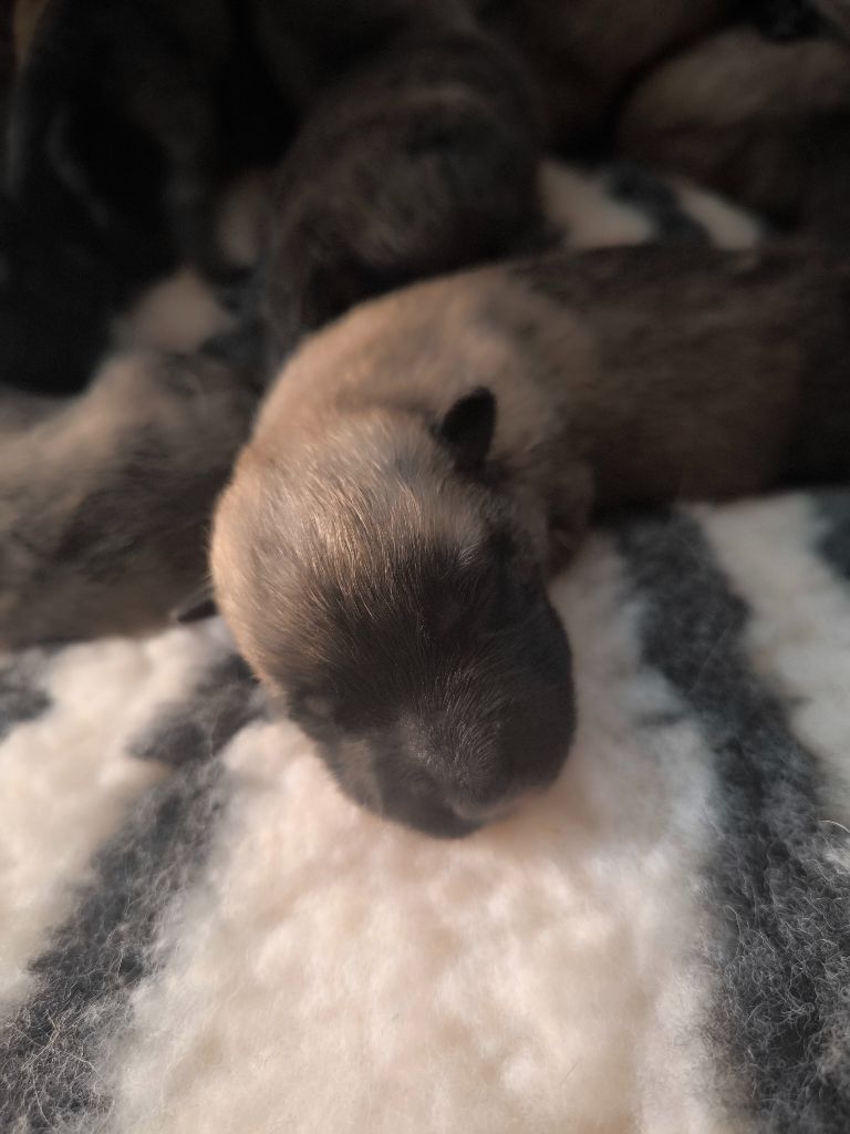 du Domaine de Vauroux - Chiots disponibles - Berger Belge