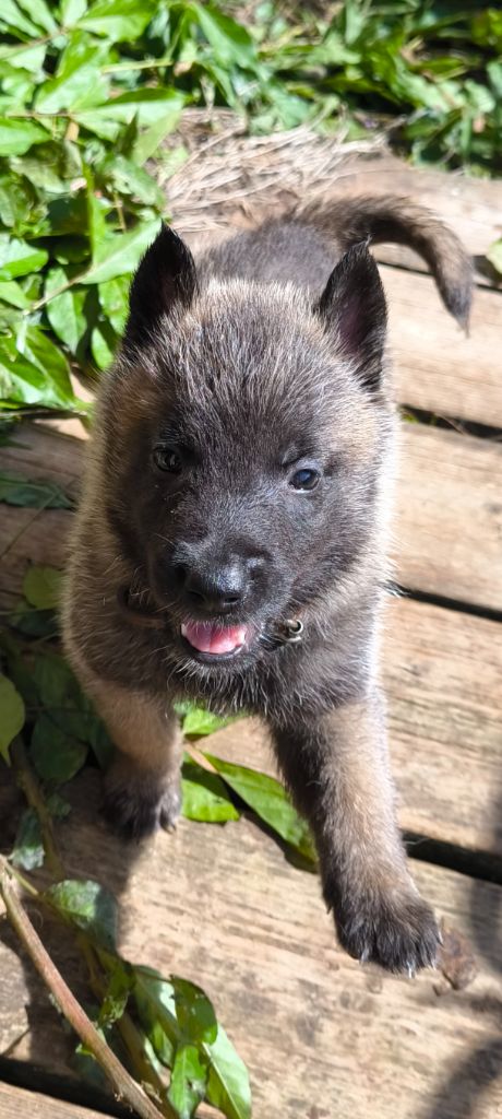 du Domaine de Vauroux - Chiots disponibles - Berger Belge