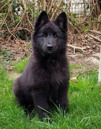 Chiot Berger Belge du Domaine de Vauroux