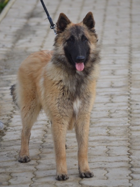 Chiot Berger Belge du Domaine de Vauroux