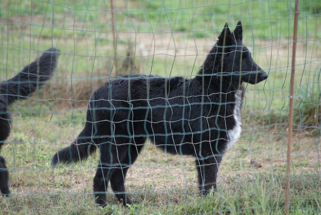 du Domaine de Vauroux - Chiots disponibles - Berger Belge