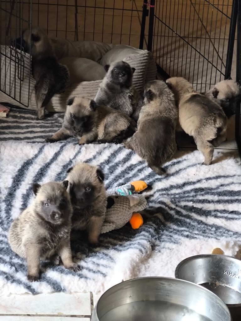 du Domaine de Vauroux - Chiots disponibles - Berger Belge