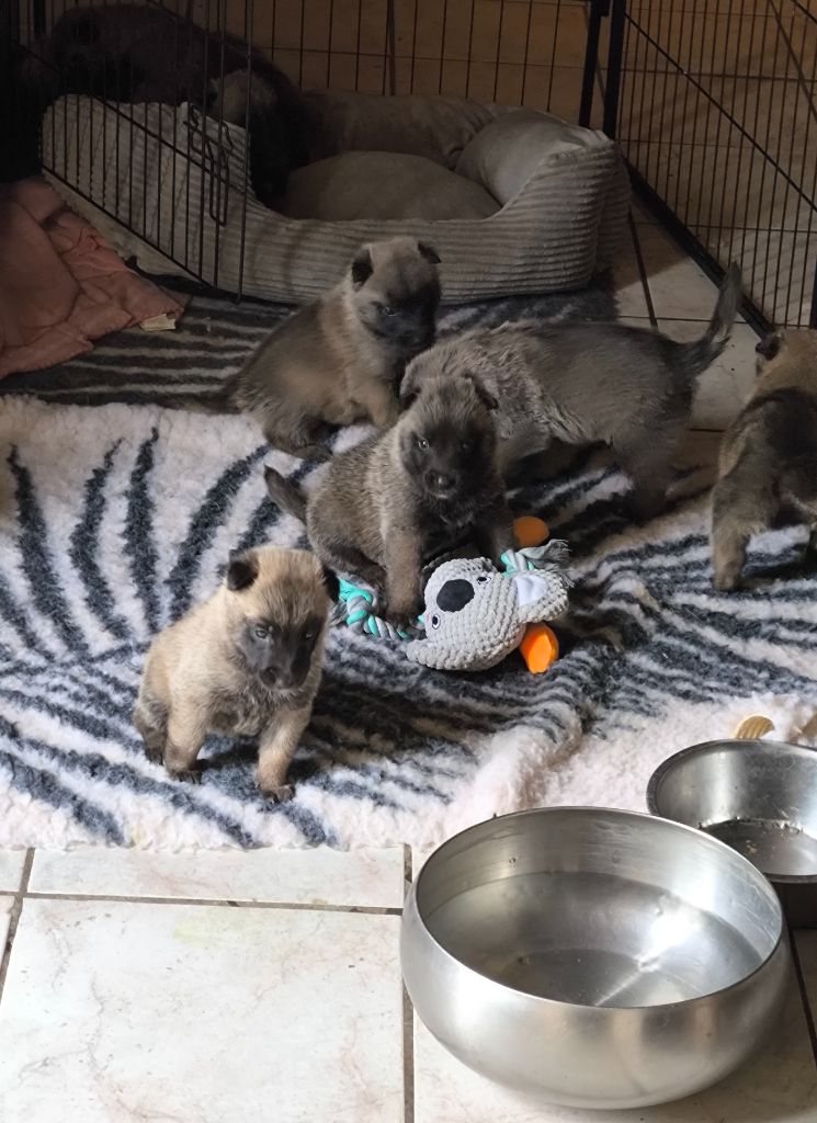 du Domaine de Vauroux - Chiots disponibles - Berger Belge