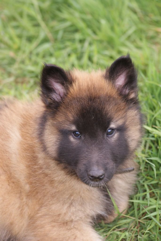 du Domaine de Vauroux - Chiots disponibles - Berger Belge
