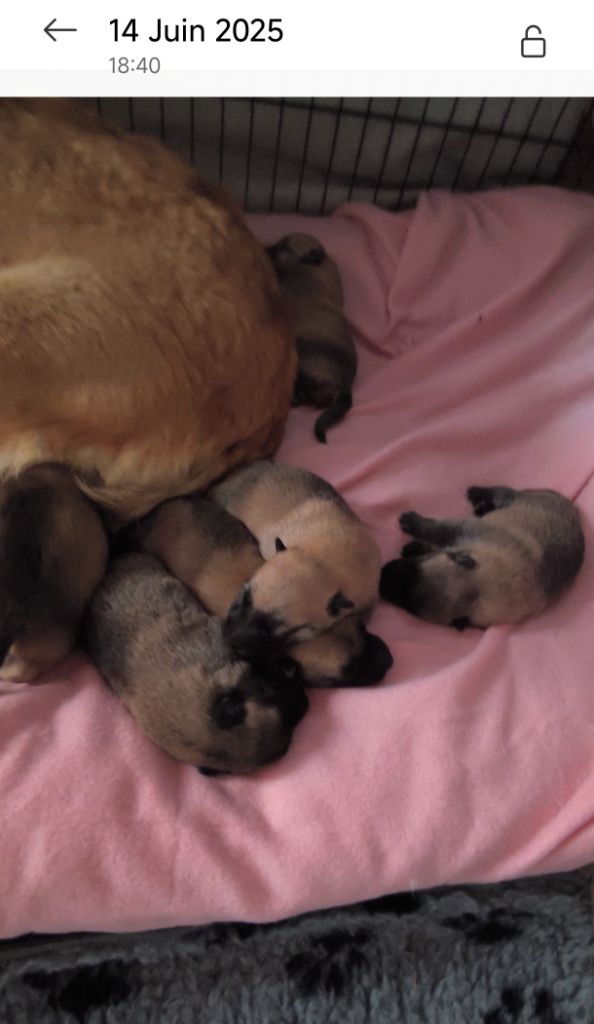 du Domaine de Vauroux - Chiots disponibles - Berger Belge