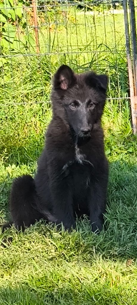 du Domaine de Vauroux - Chiots disponibles - Berger Belge