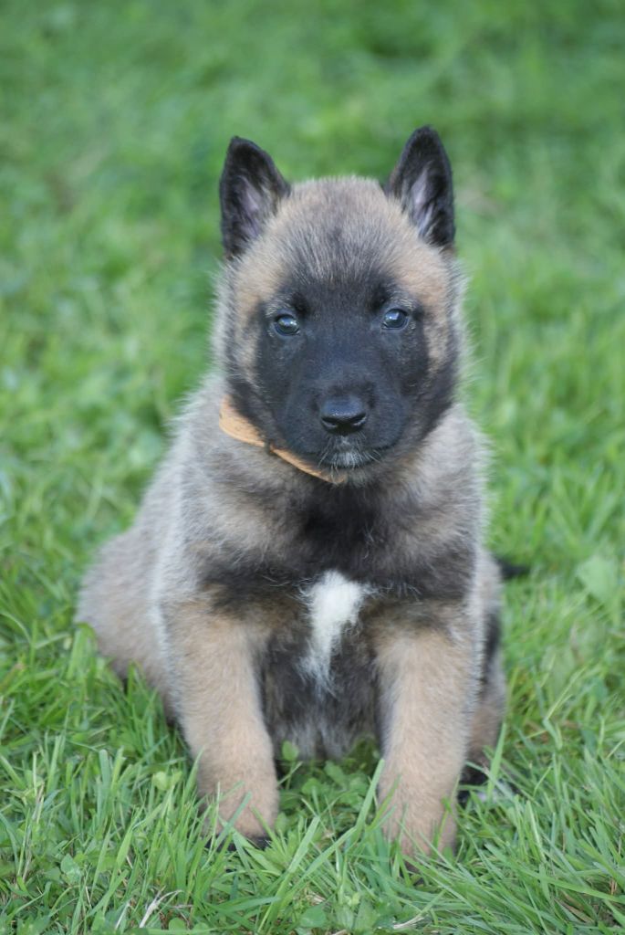 du Domaine de Vauroux - Chiots disponibles - Berger Belge
