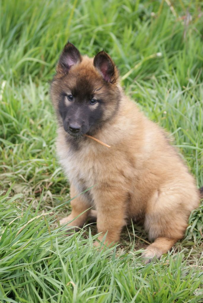 du Domaine de Vauroux - Chiots disponibles - Berger Belge