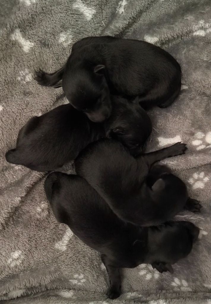 du Domaine de Vauroux - Chiots disponibles - Schipperke
