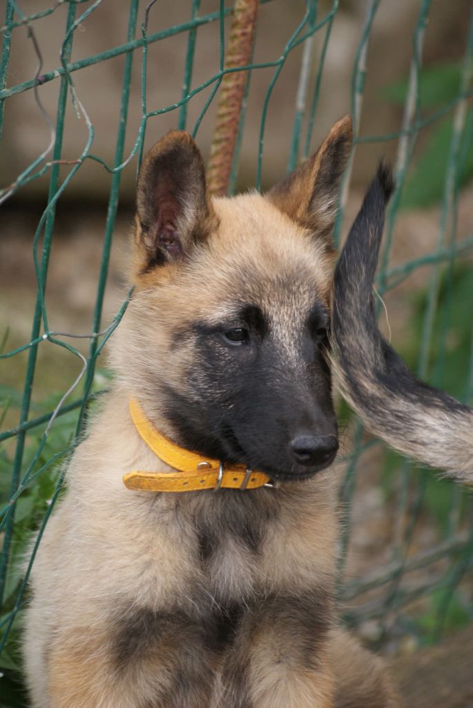 du Domaine de Vauroux - Chiots disponibles - Berger Belge