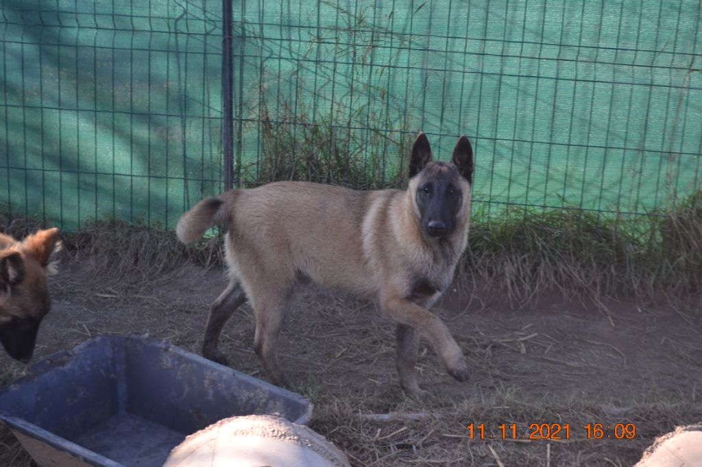 Chiot Berger Belge du Domaine de Vauroux